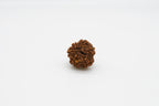 6 Mukhi