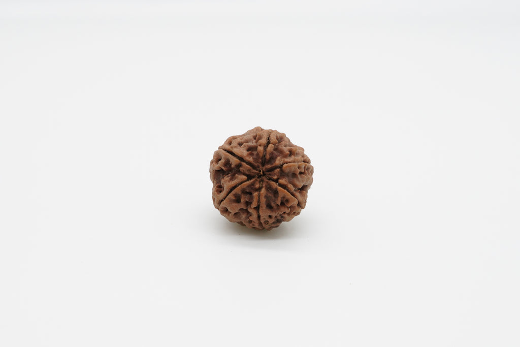 6 Mukhi