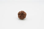 6 Mukhi