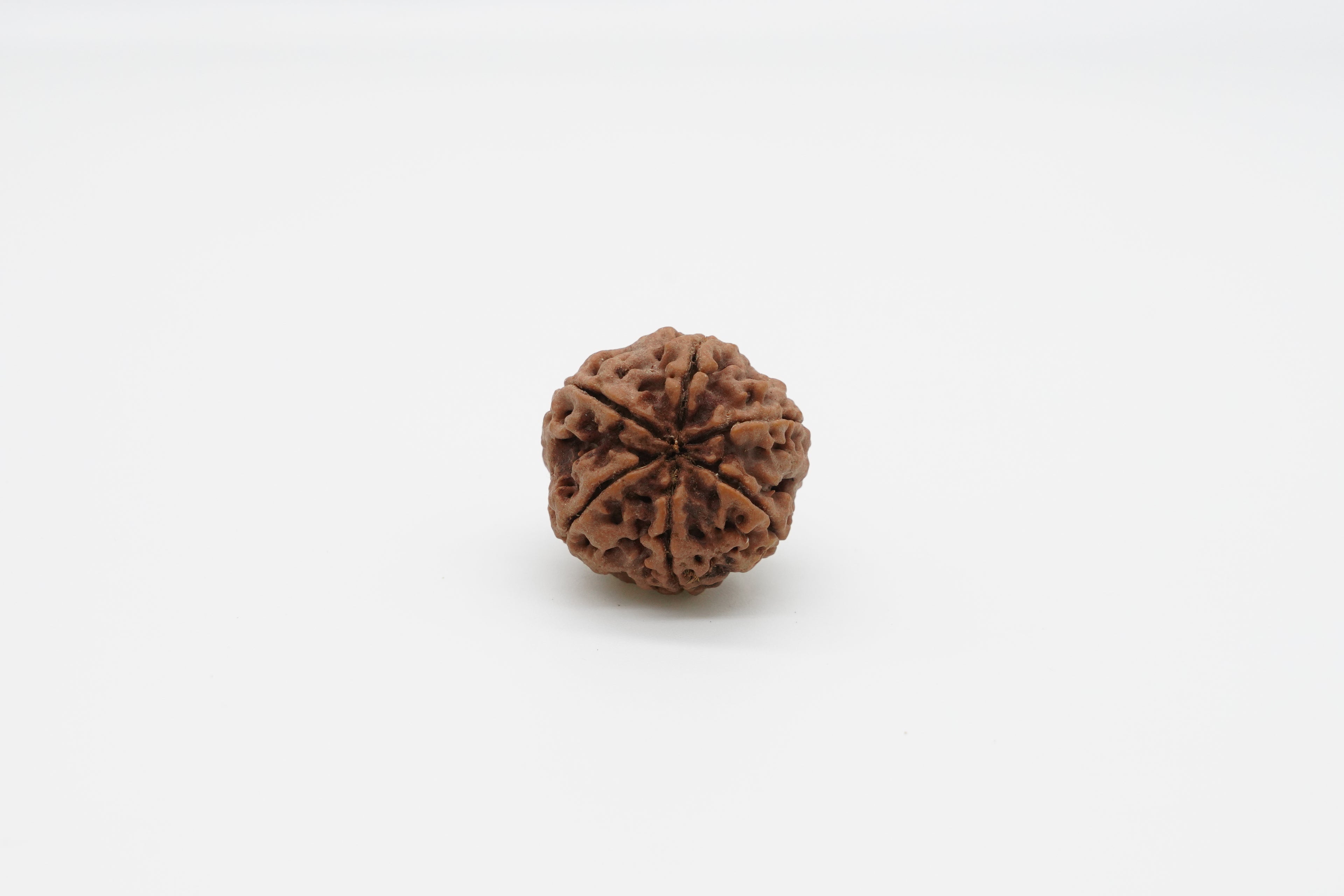 6 Mukhi