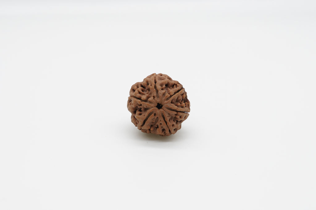 6 Mukhi