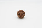 6 Mukhi