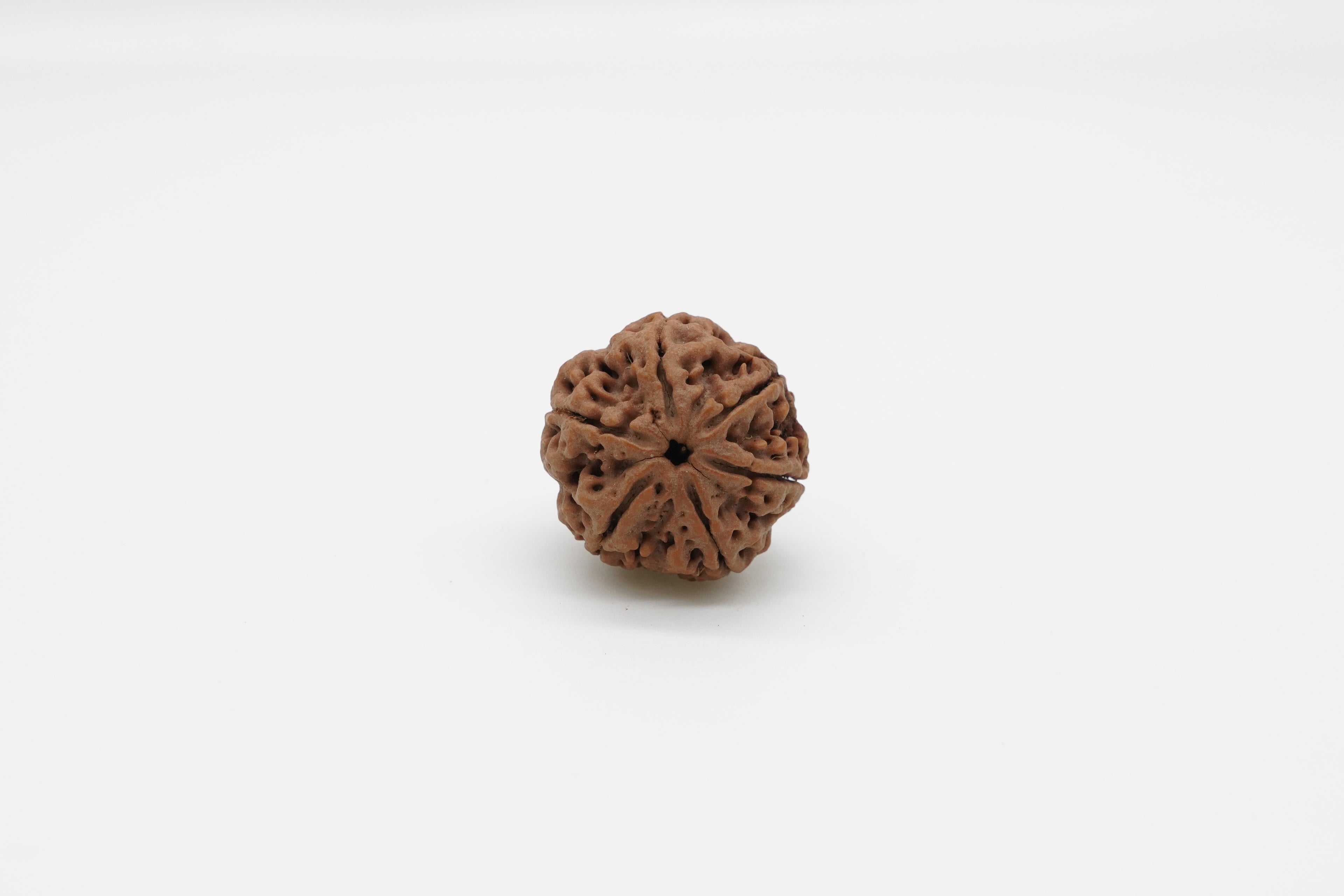 6 Mukhi