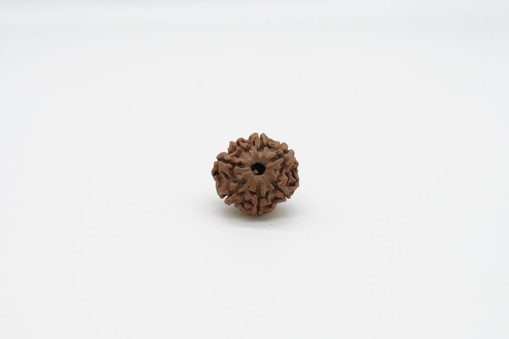 7 Mukhi