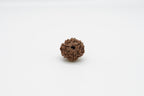 7 Mukhi