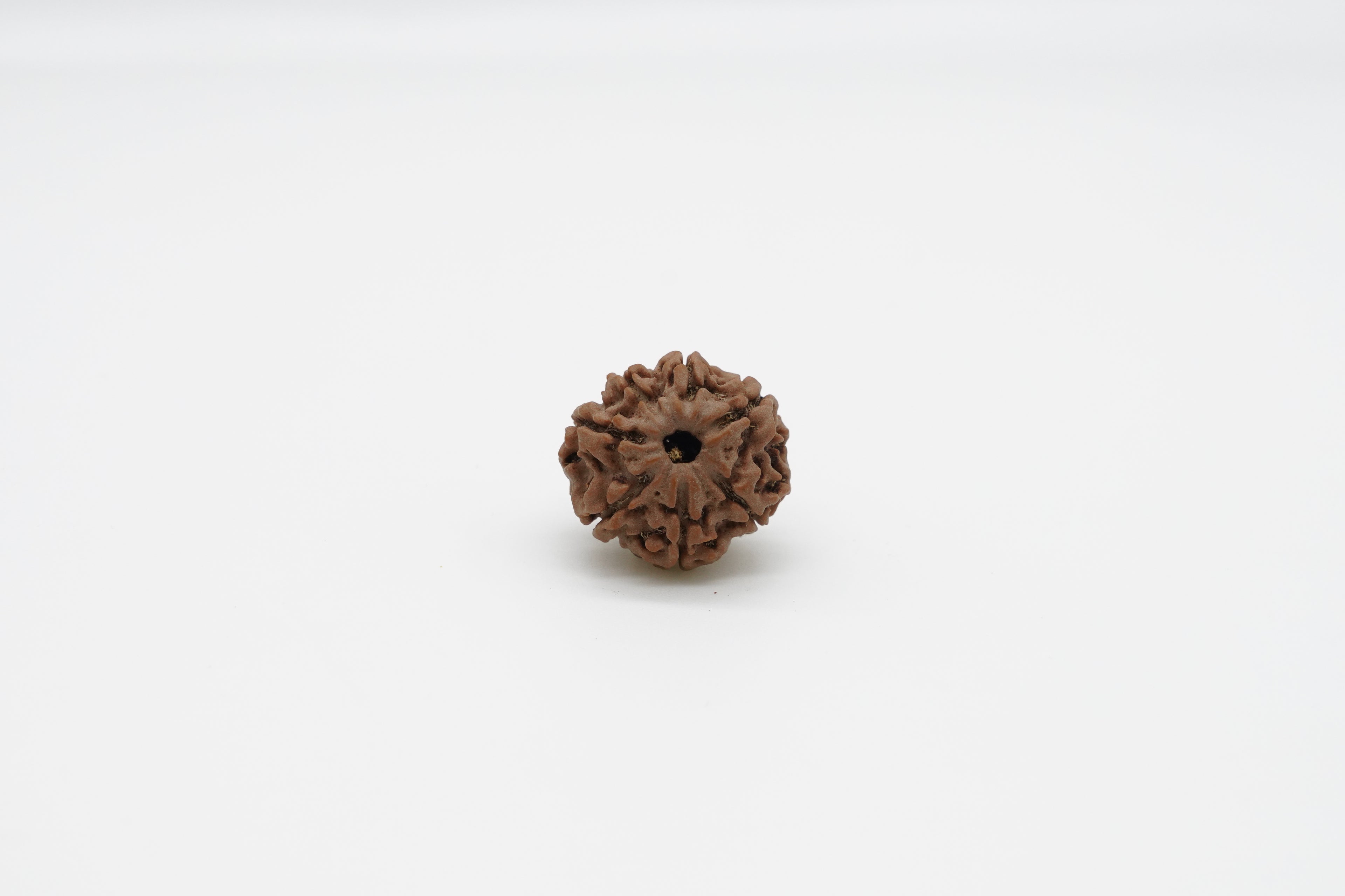 7 Mukhi