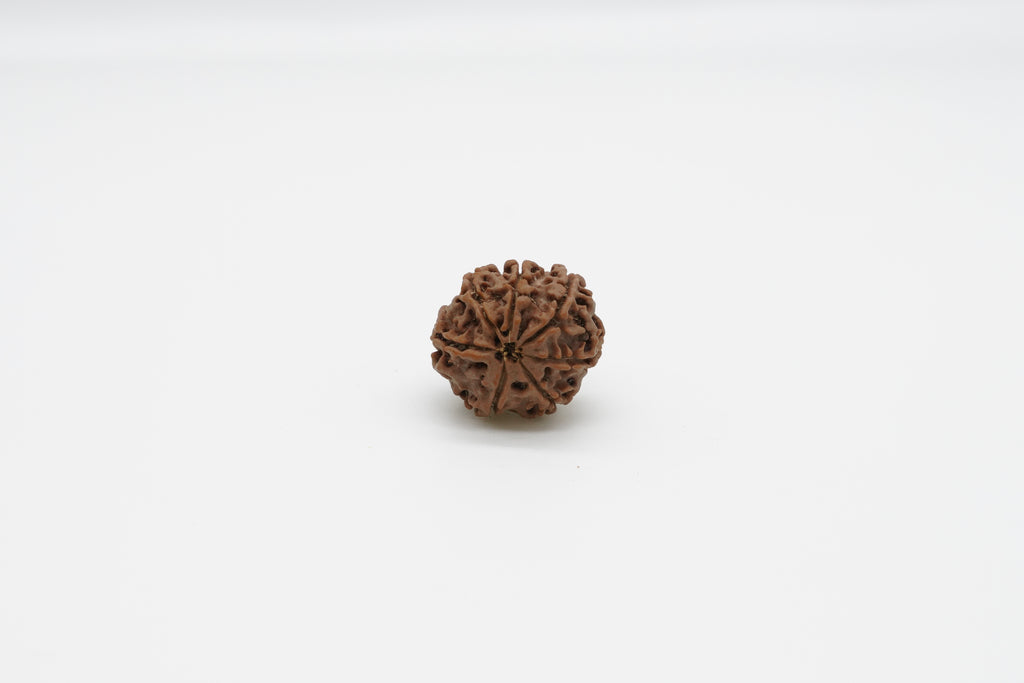 7 Mukhi