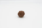 7 Mukhi