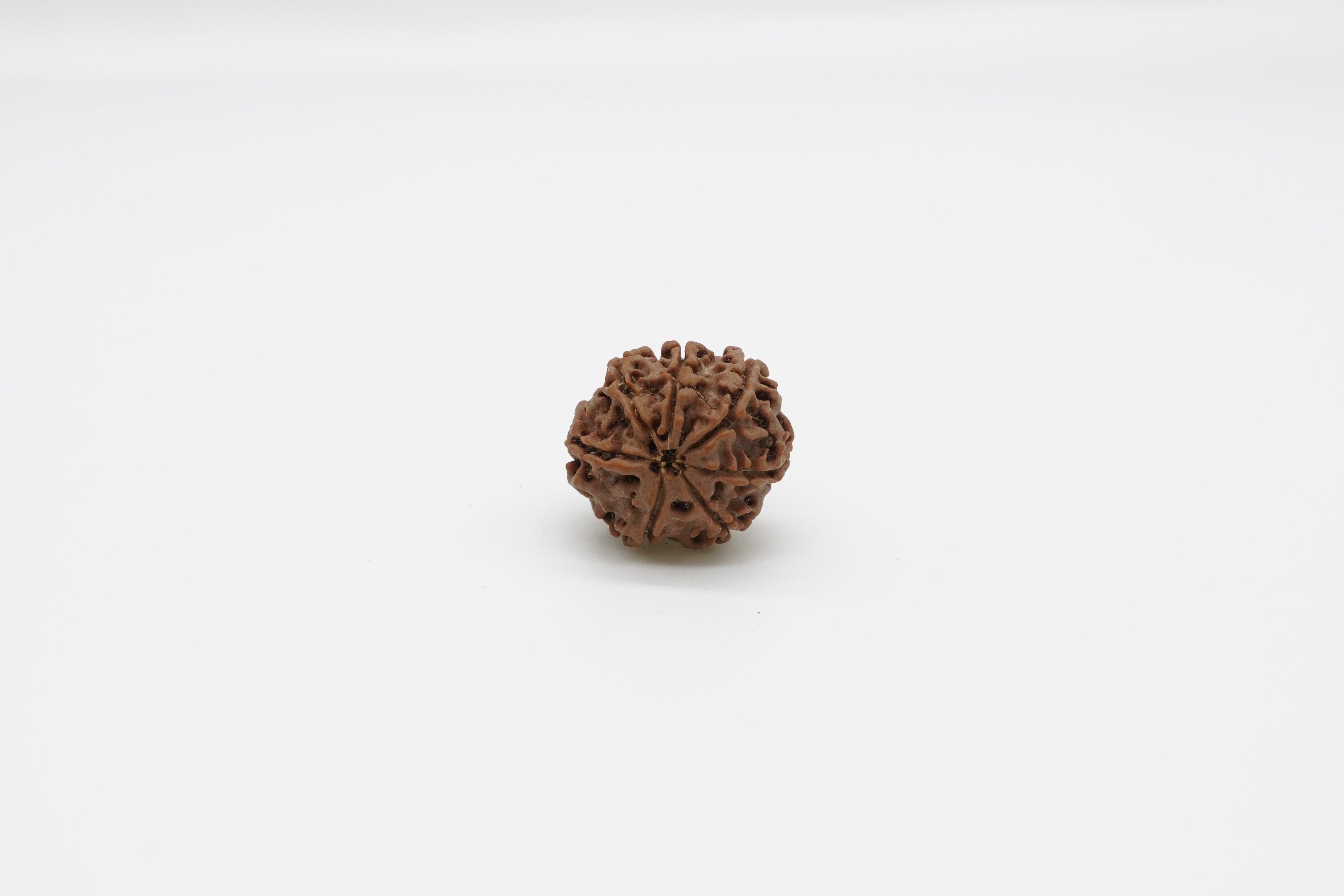 7 Mukhi