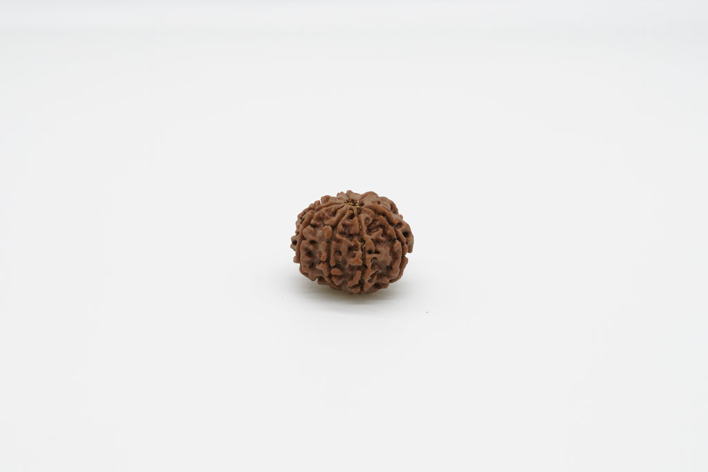 7 Mukhi