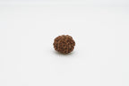 7 Mukhi
