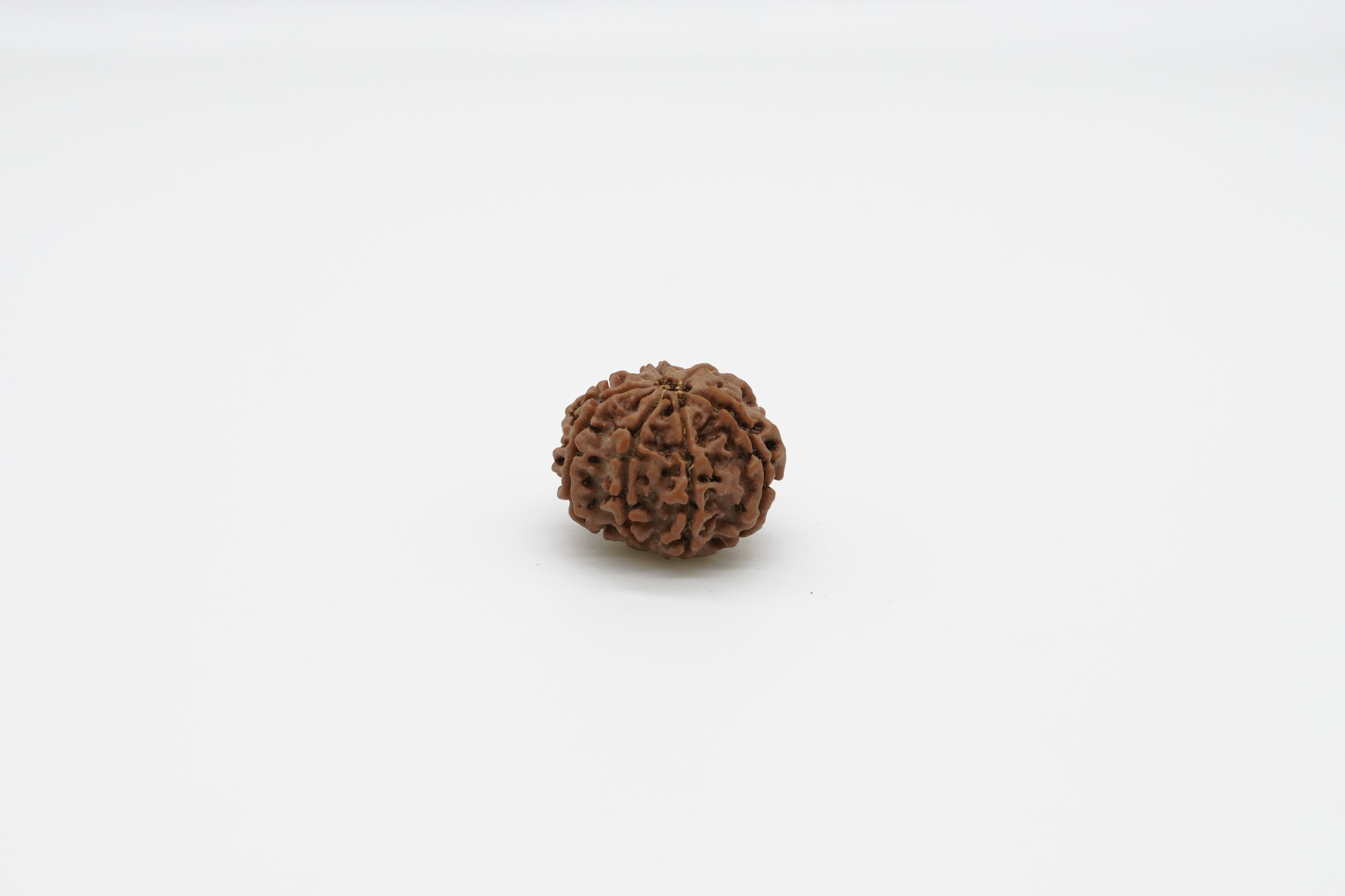 7 Mukhi