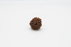 7 Mukhi