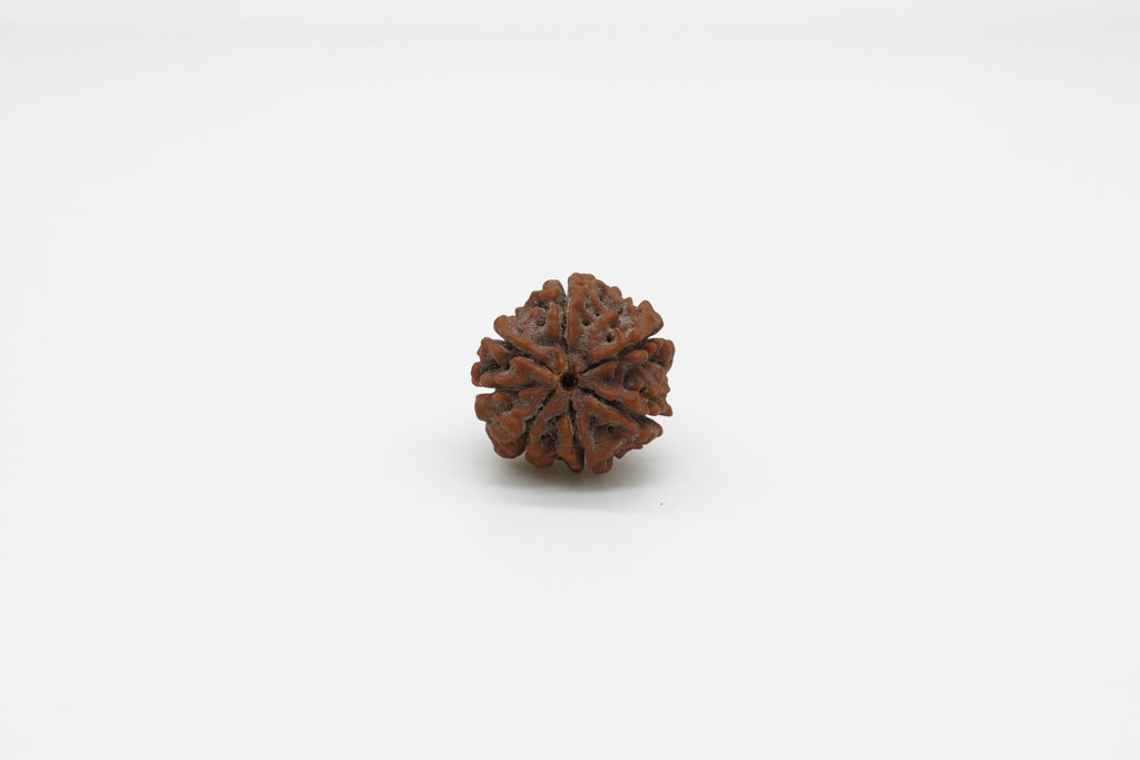 7 Mukhi