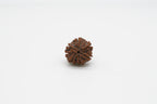 7 Mukhi
