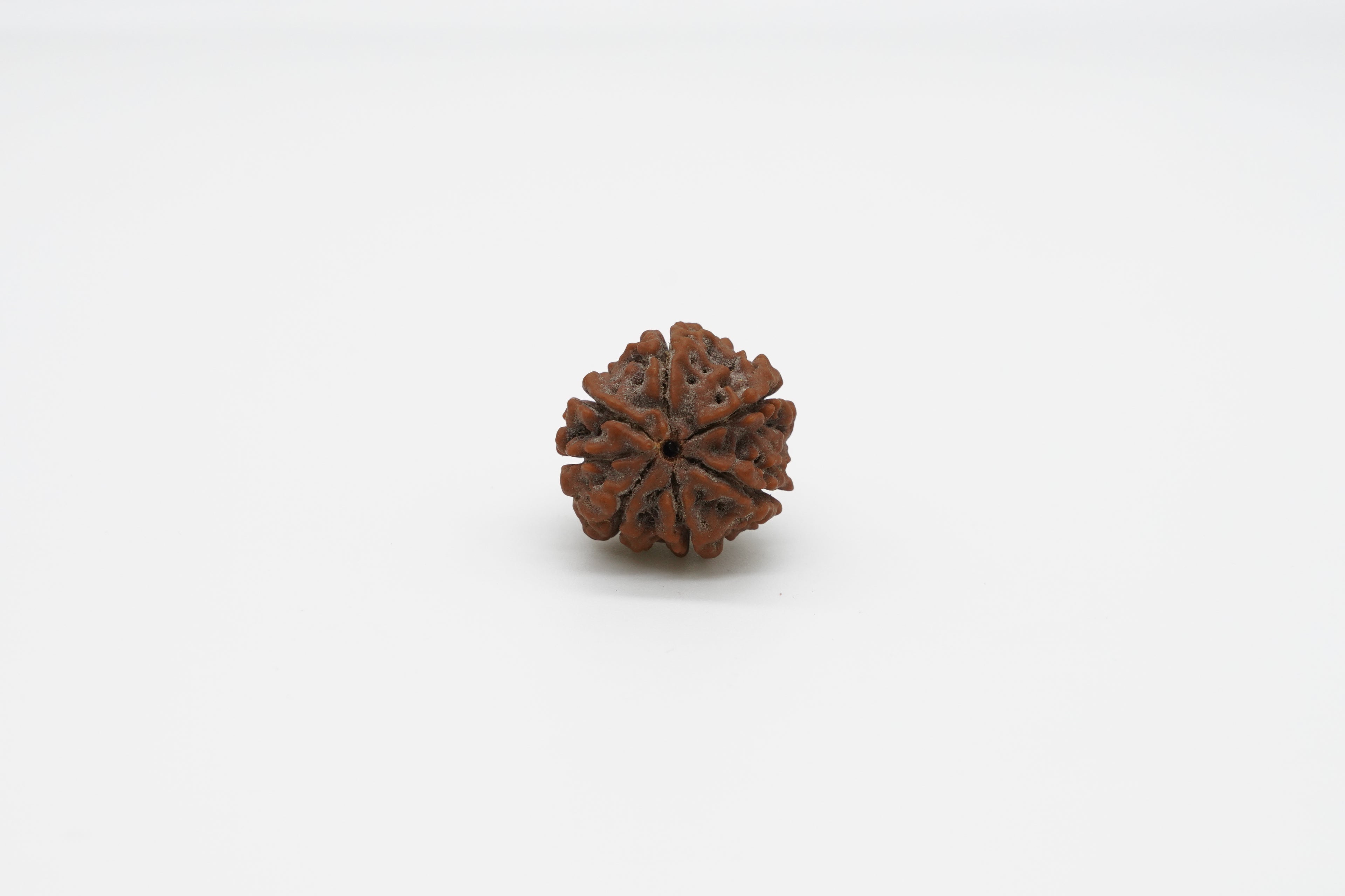 7 Mukhi