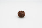 7 Mukhi