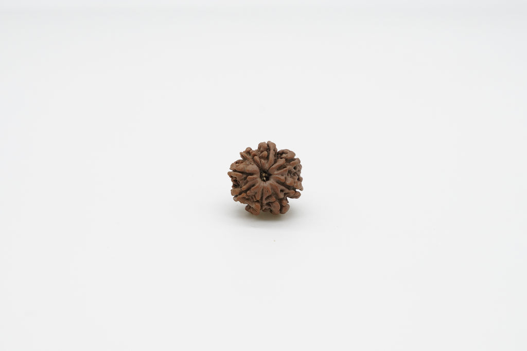 8 Mukhi