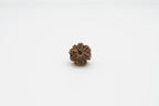8 Mukhi