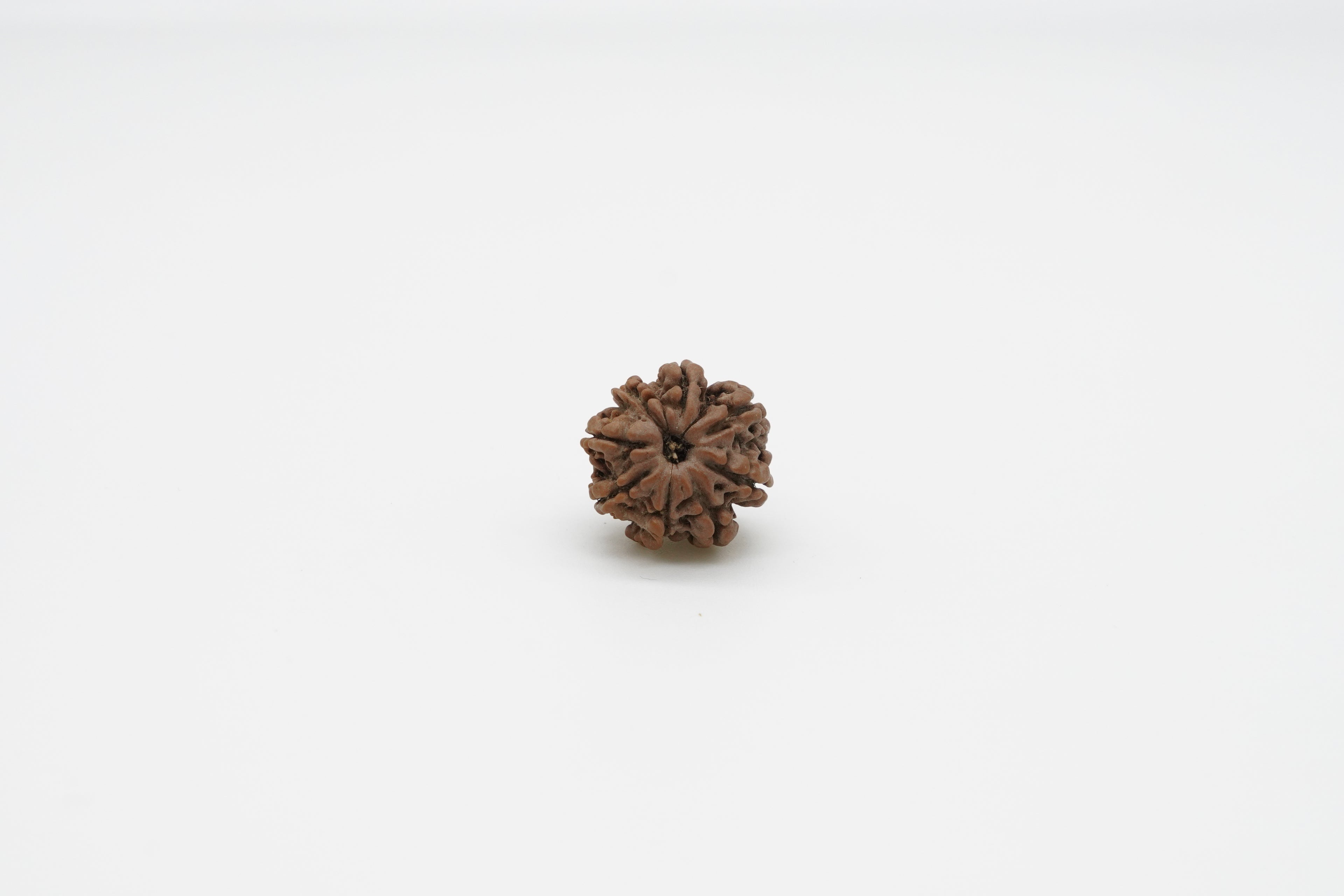 8 Mukhi