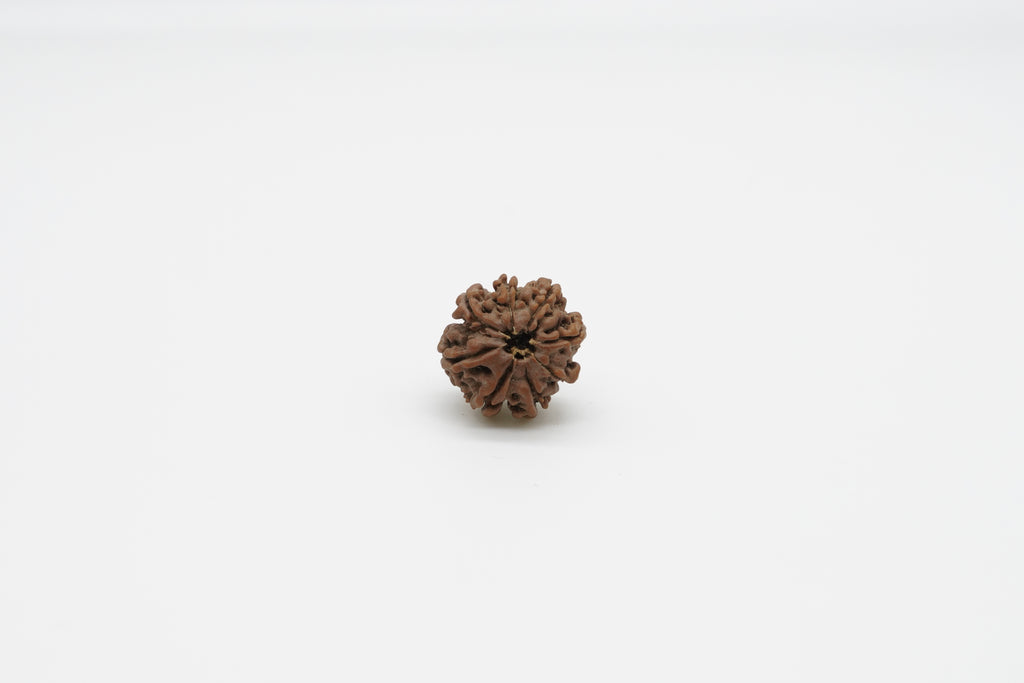 8 Mukhi