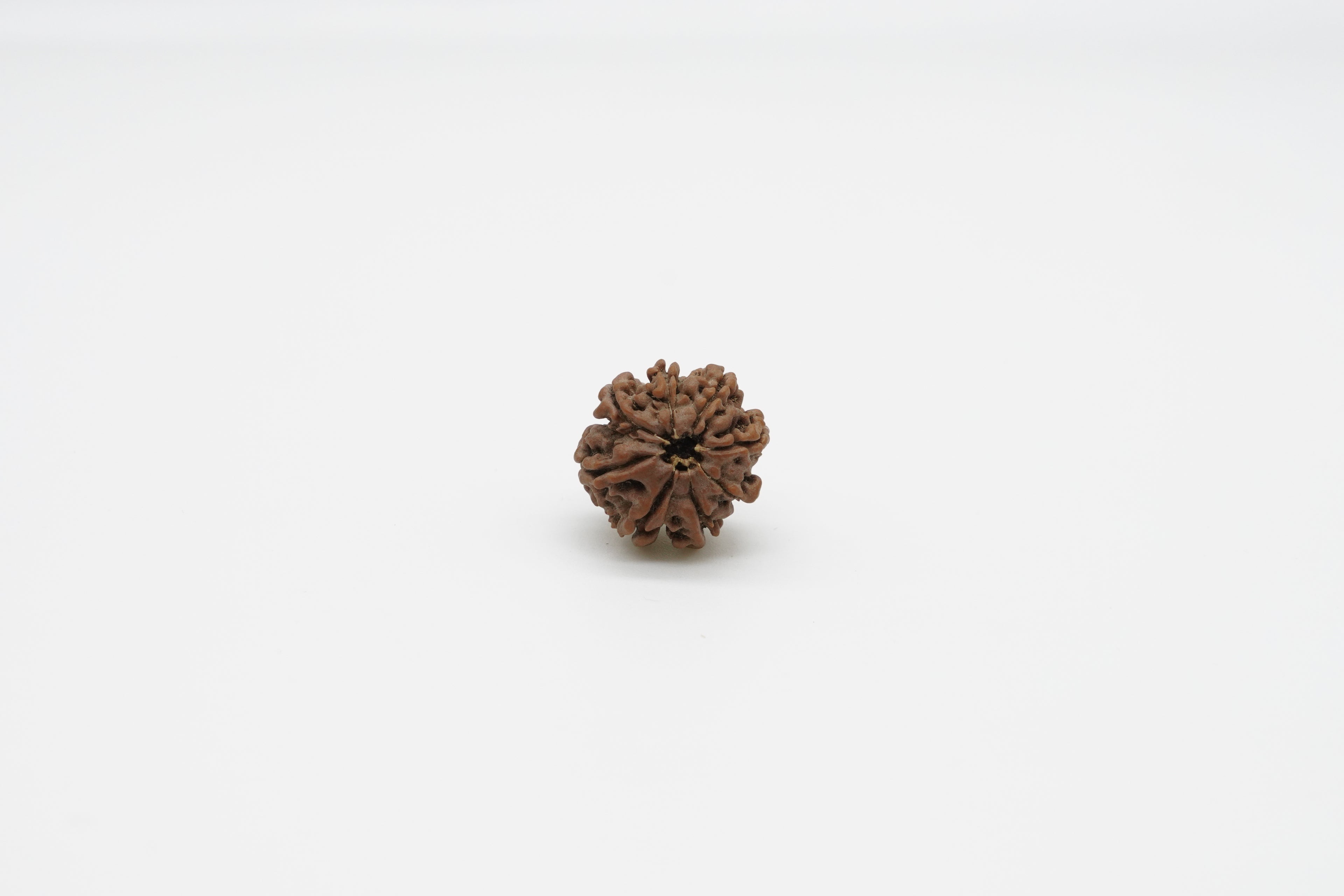 8 Mukhi