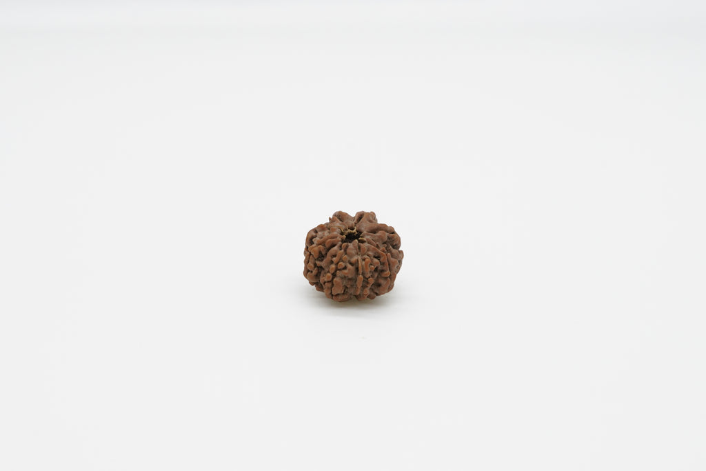 8 Mukhi