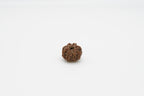 8 Mukhi