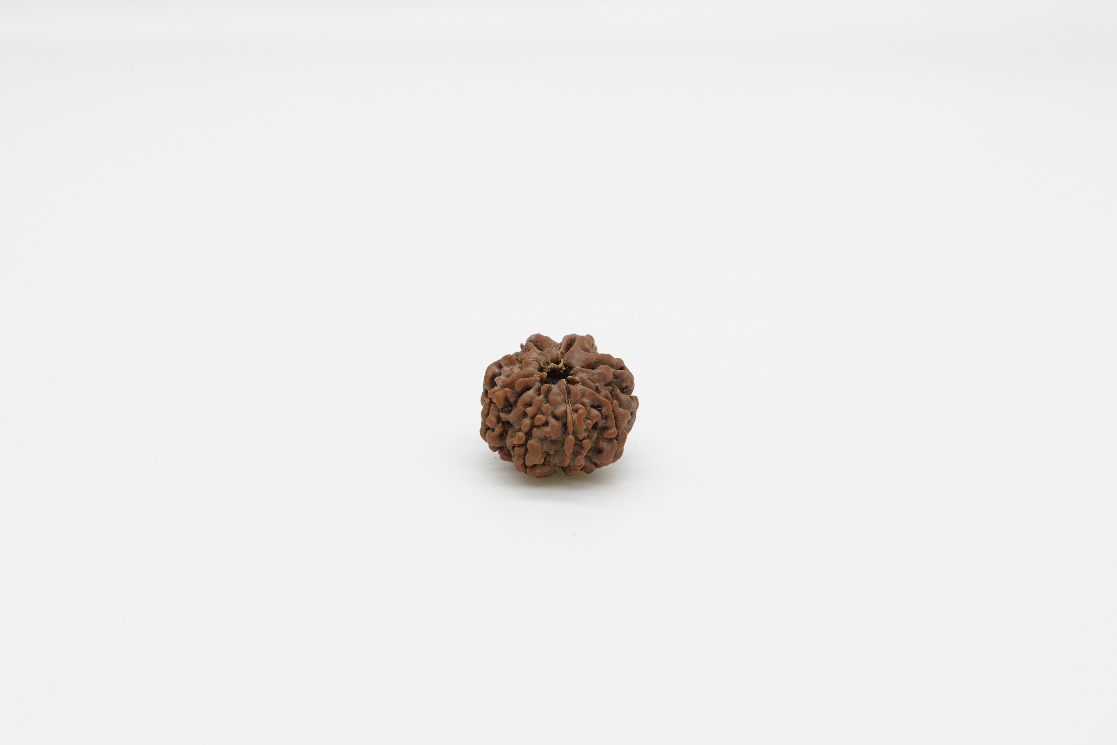 8 Mukhi