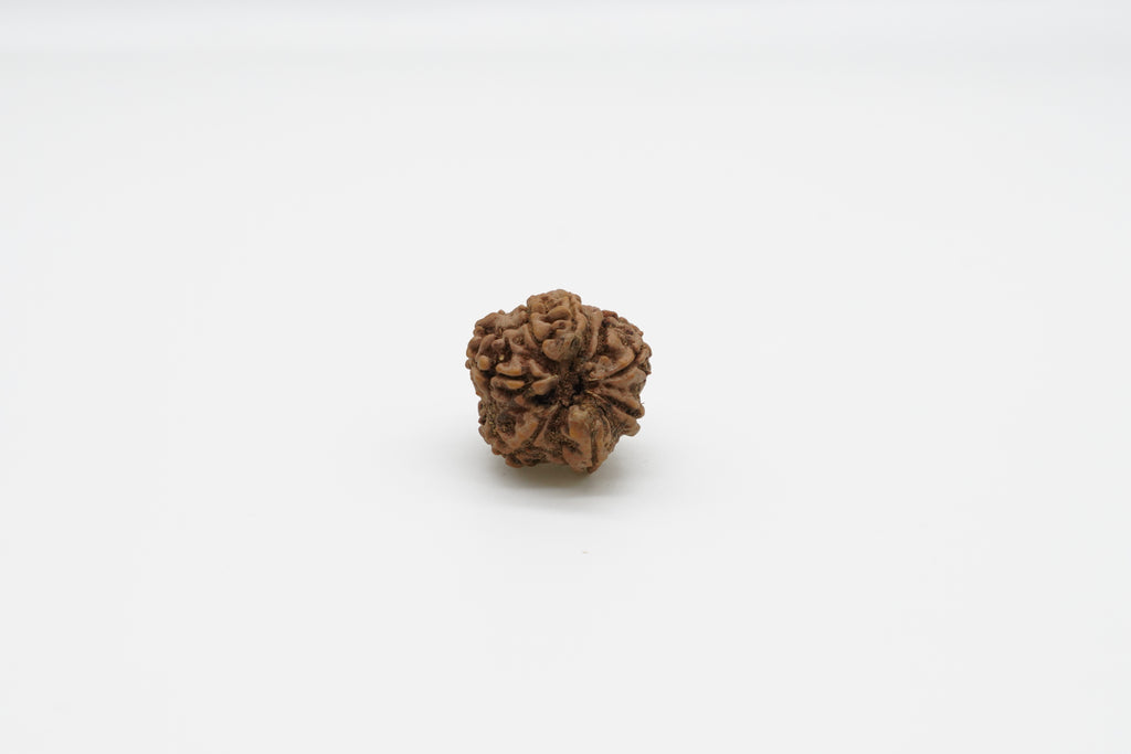 8 Mukhi