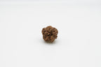 8 Mukhi
