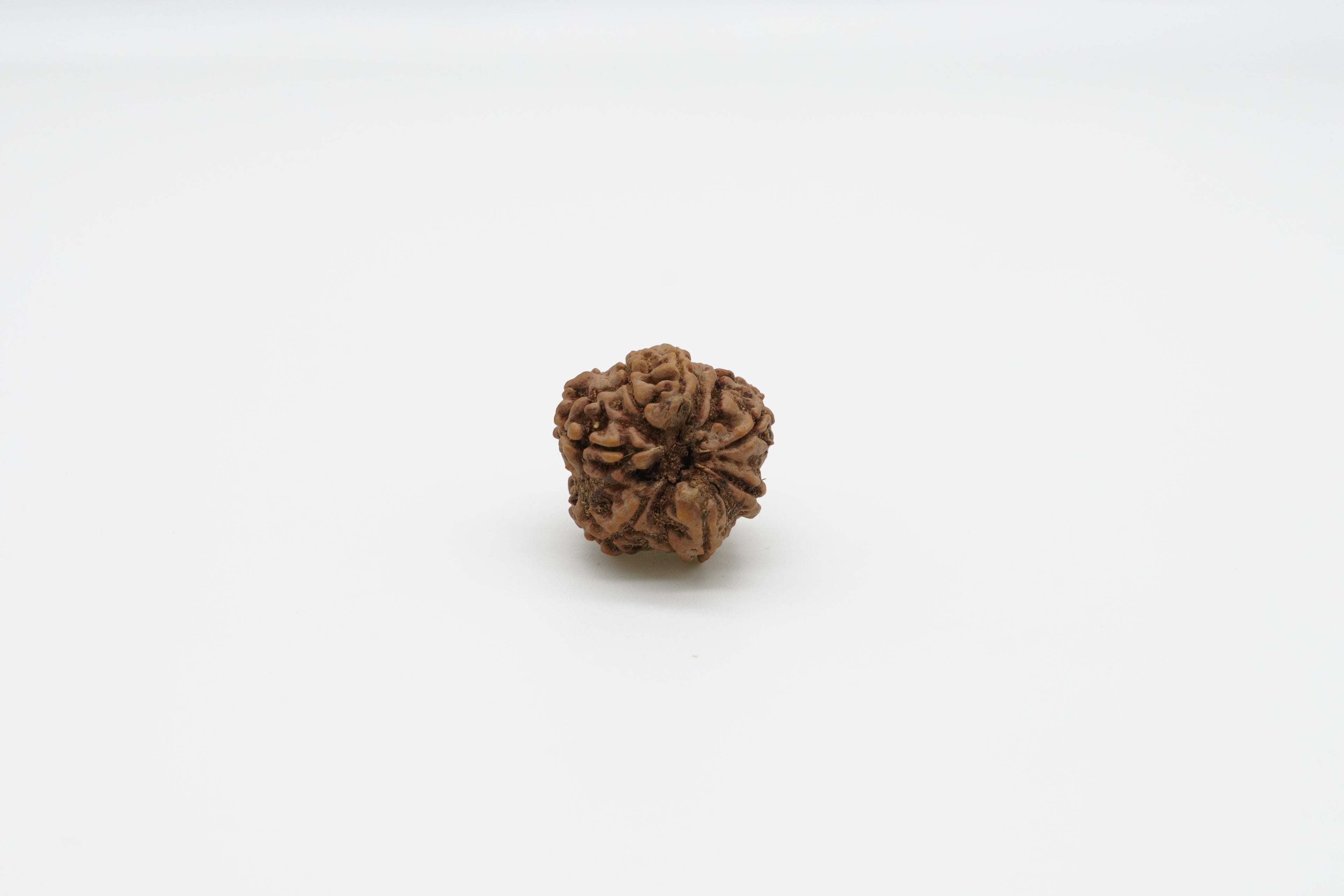 8 Mukhi