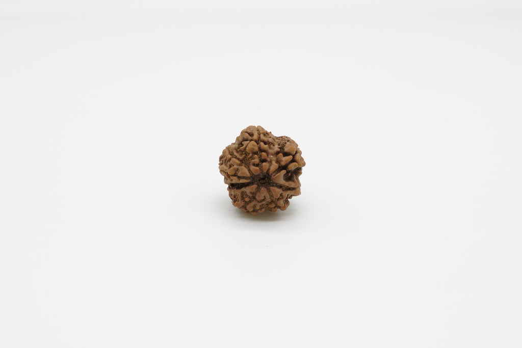 8 Mukhi