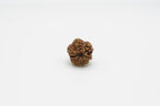 8 Mukhi