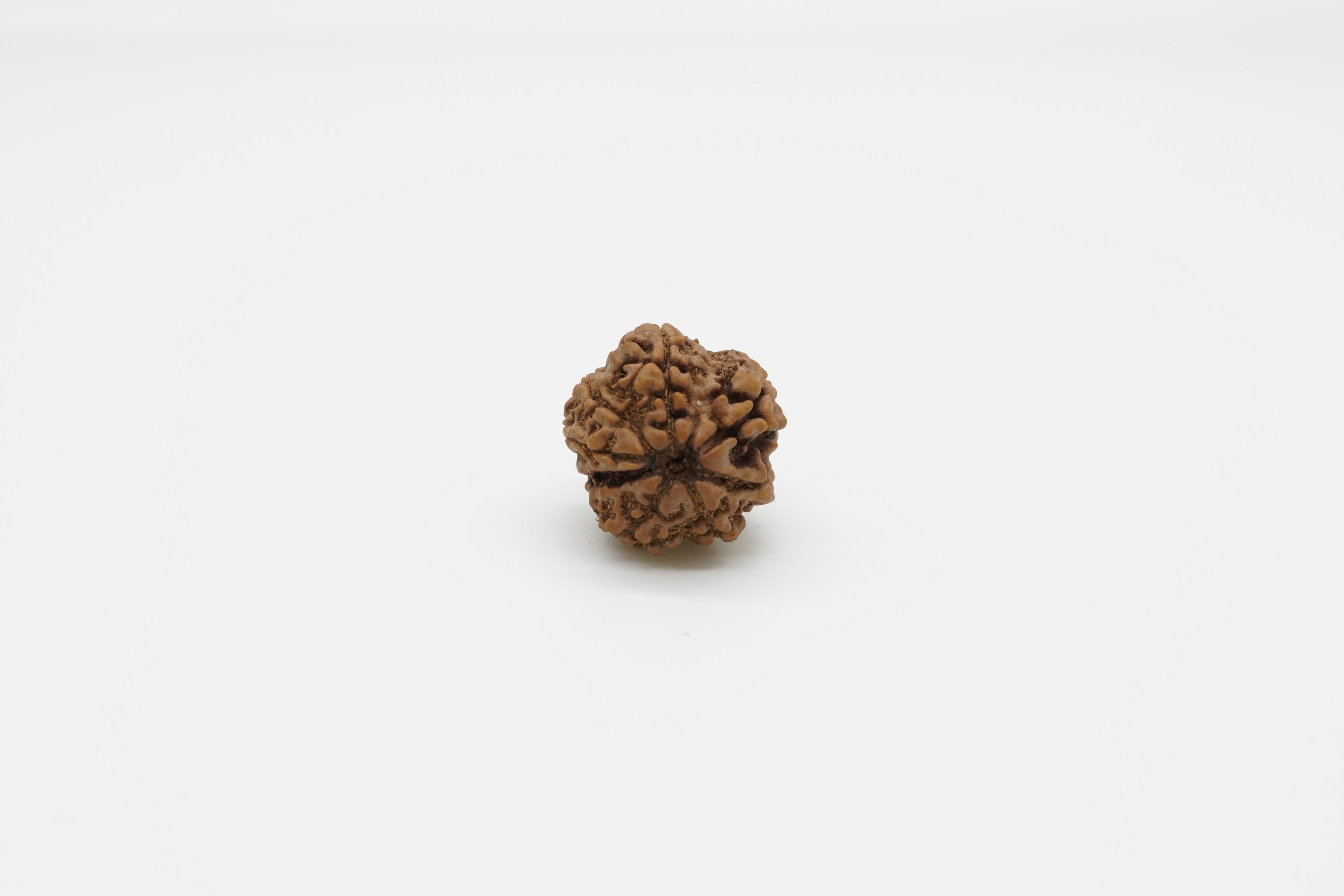 8 Mukhi