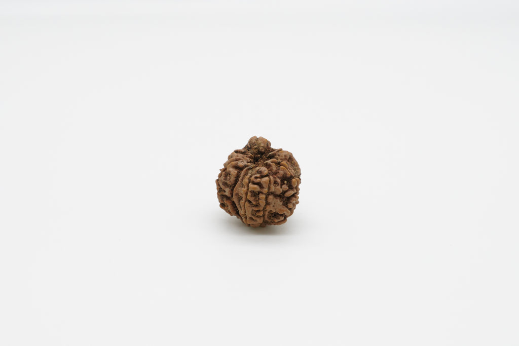 8 Mukhi