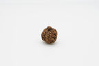 8 Mukhi