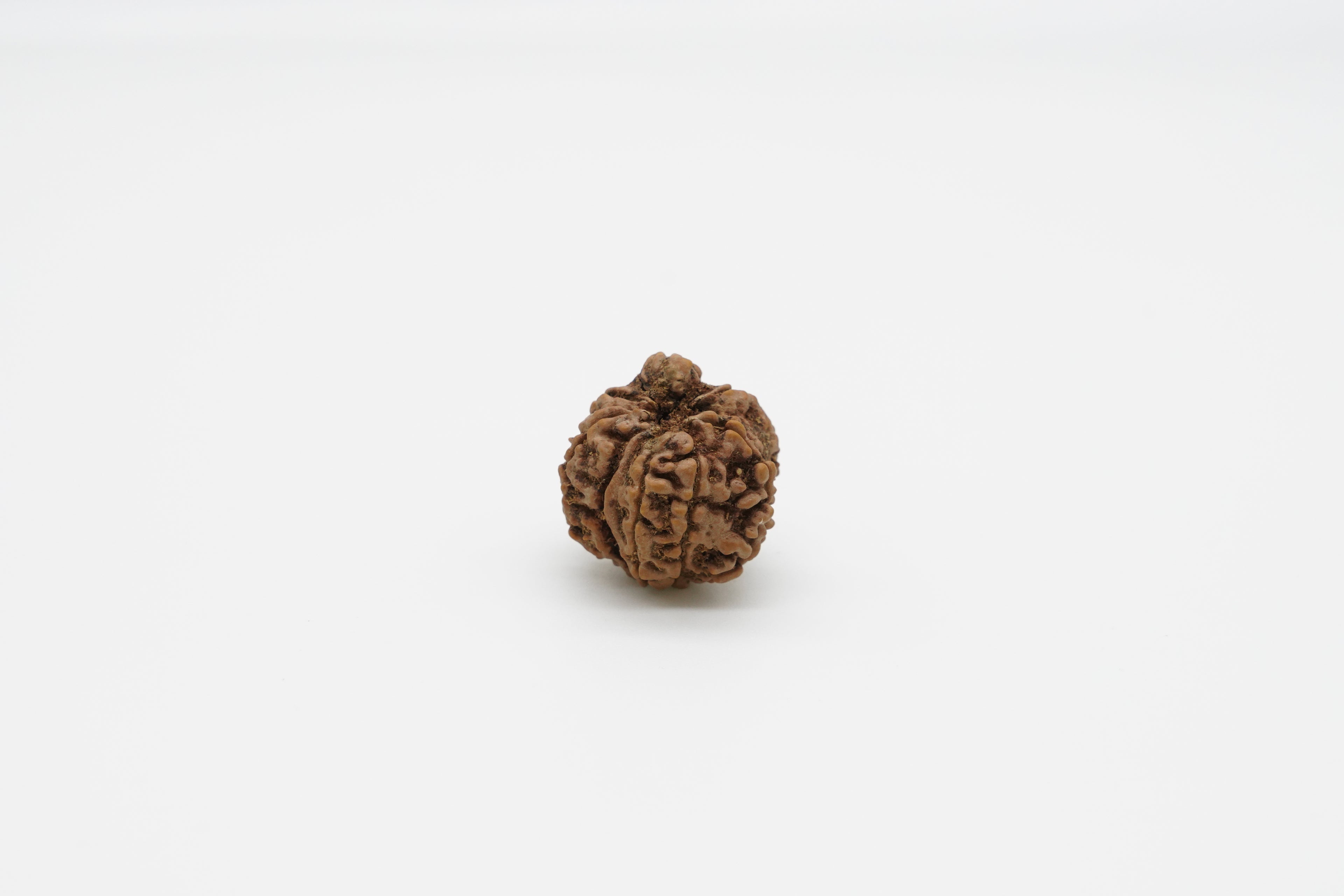 8 Mukhi