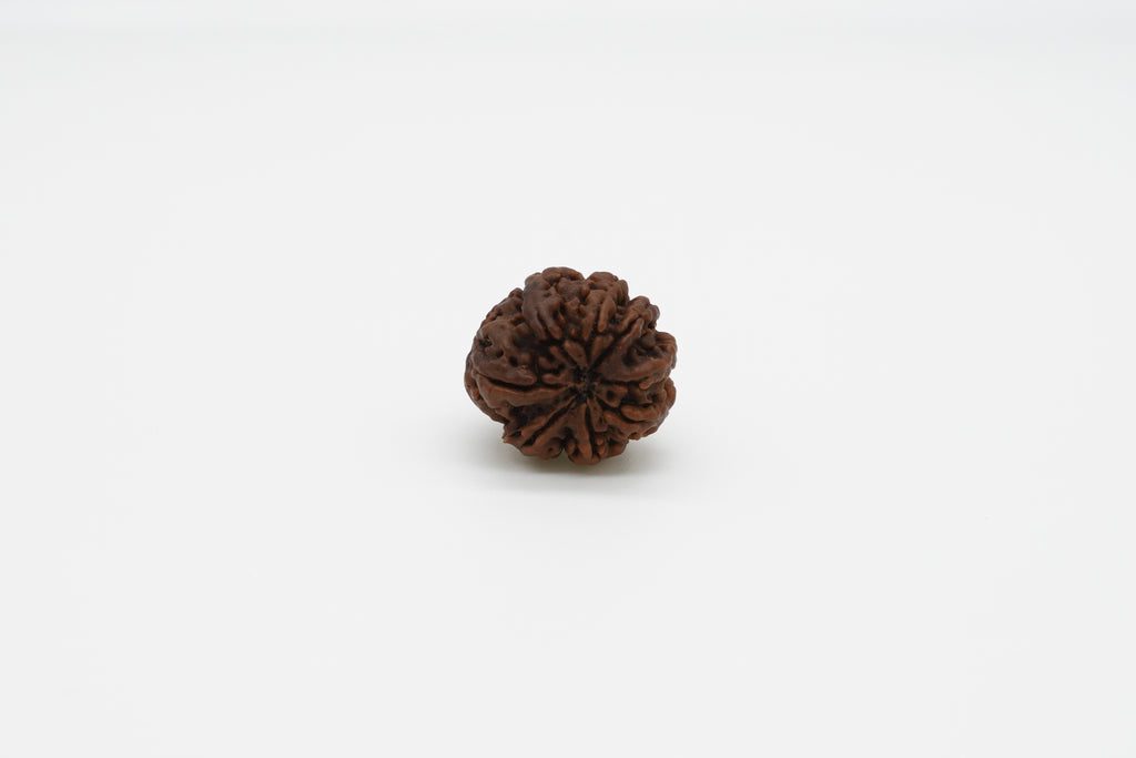 8 Mukhi