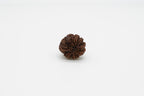 8 Mukhi