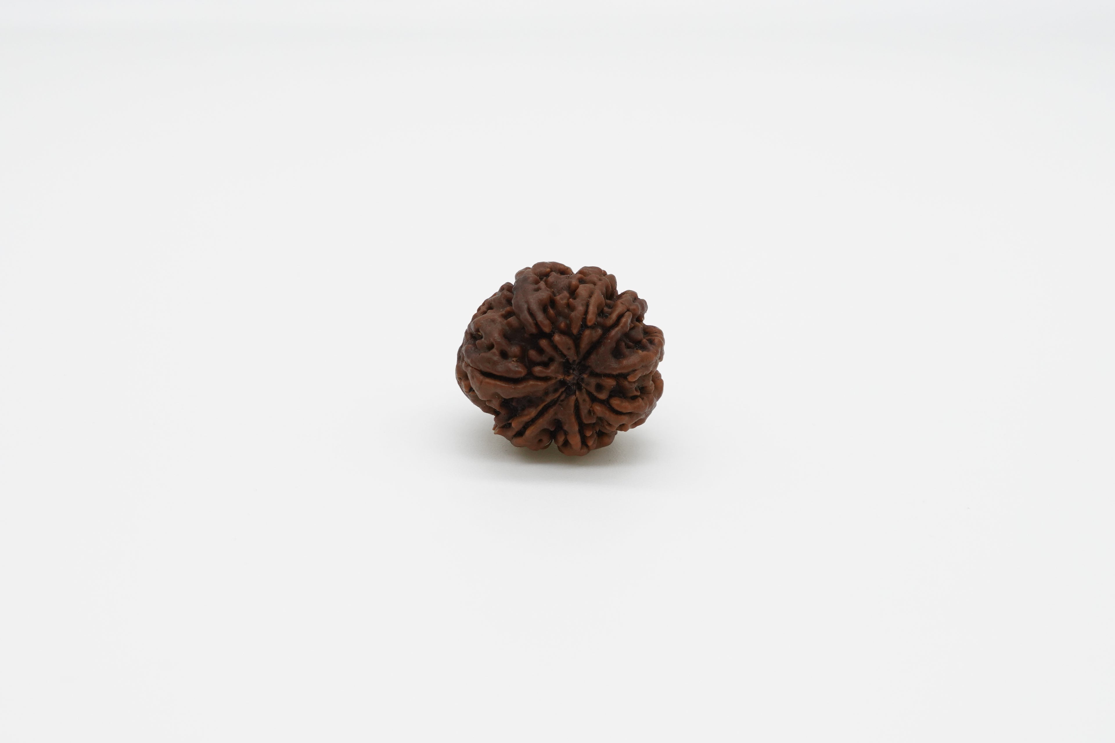 8 Mukhi