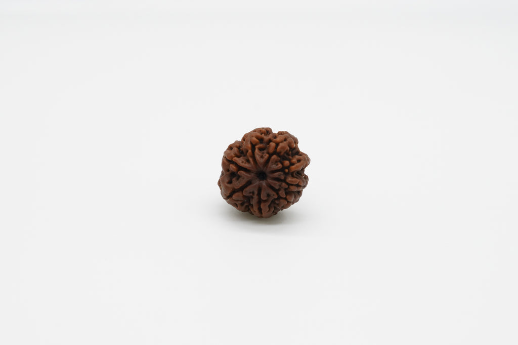 8 Mukhi