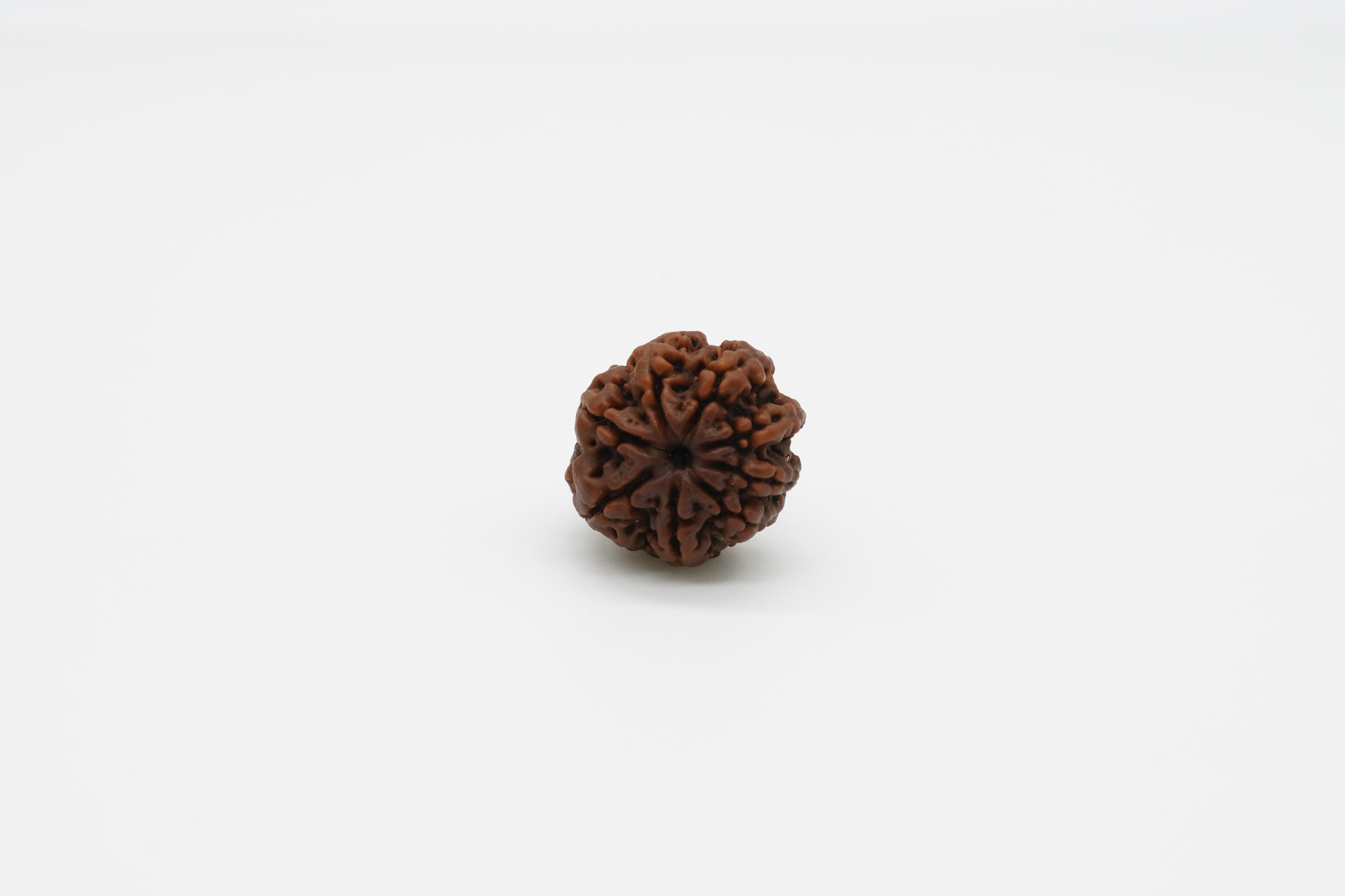 8 Mukhi