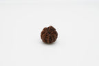 8 Mukhi