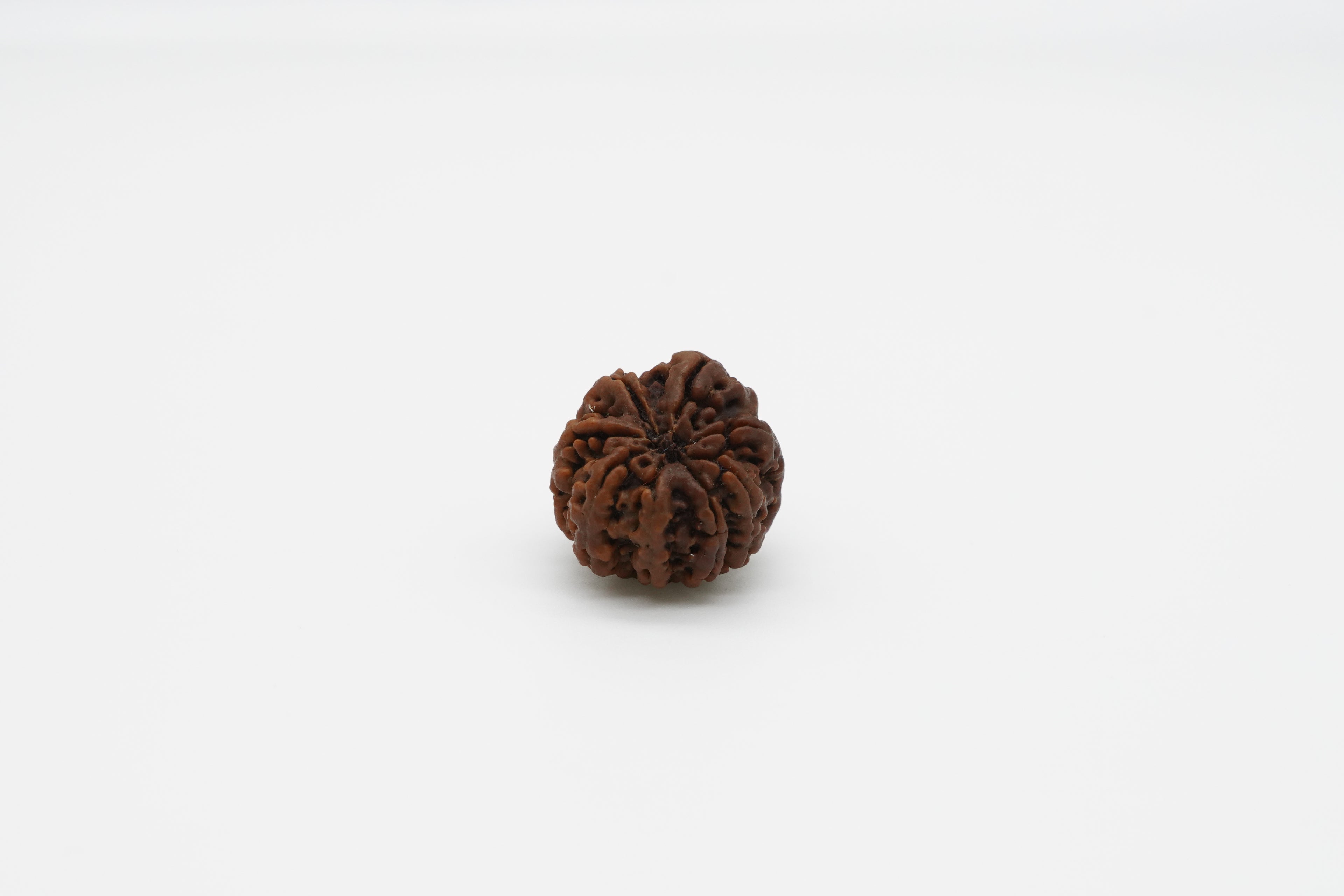 8 Mukhi
