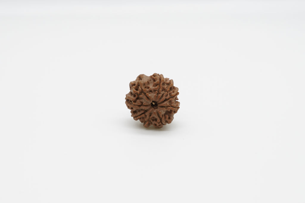 9 Mukhi