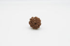 9 Mukhi