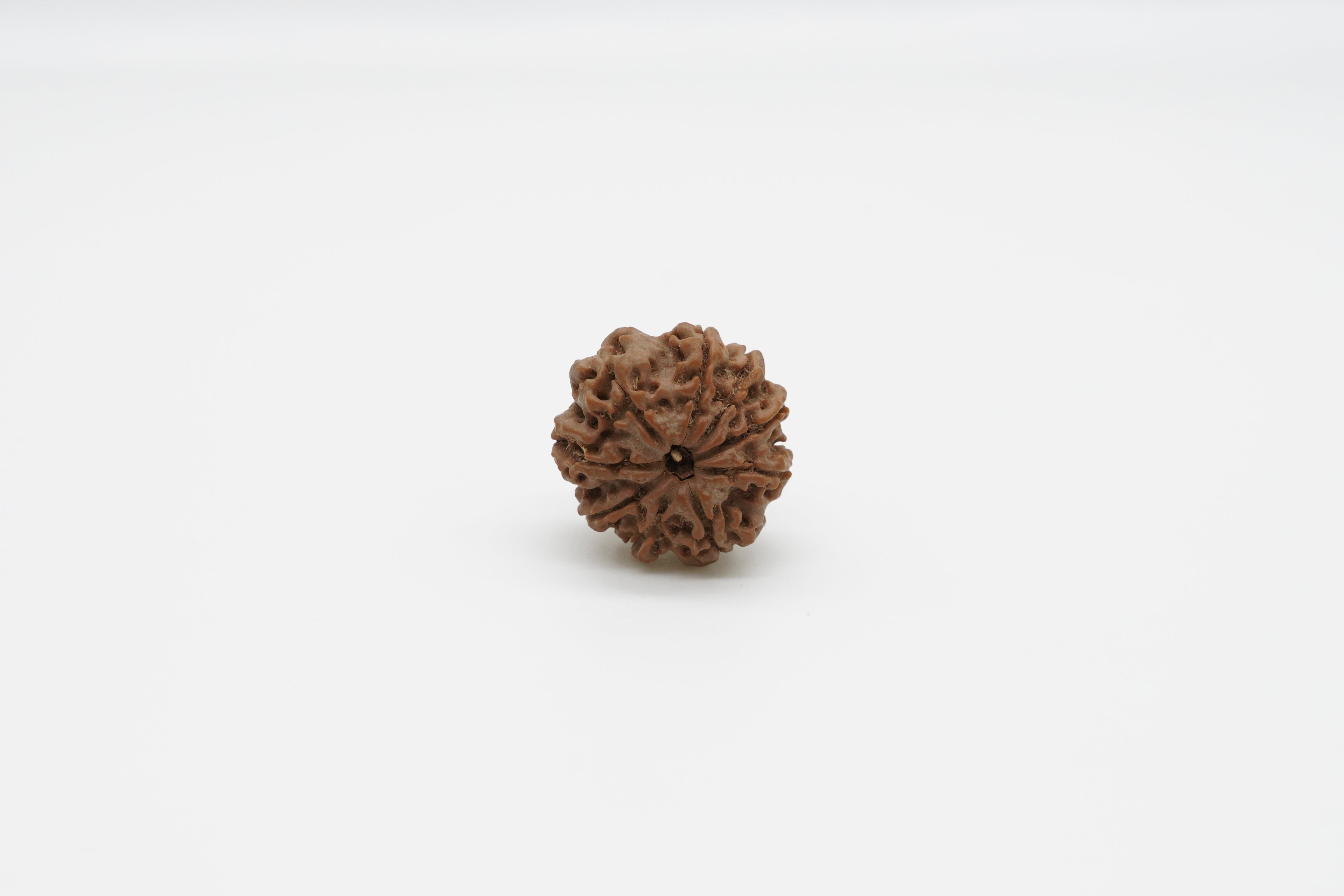 9 Mukhi
