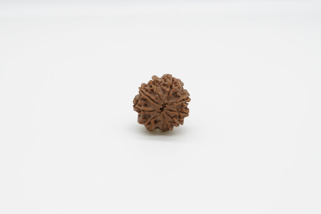 9 Mukhi