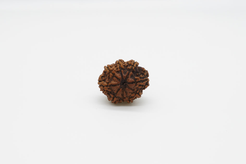 9 Mukhi